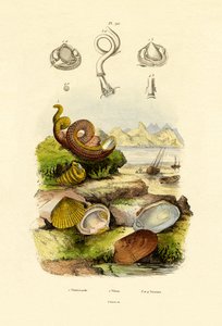 Coquillages